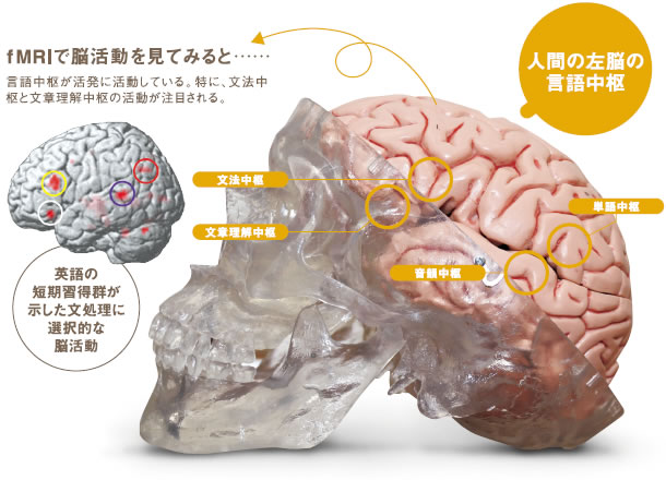 人間の左脳の言語中枢